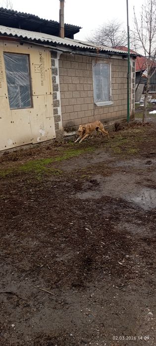 Тазы 10 айлык ургашы