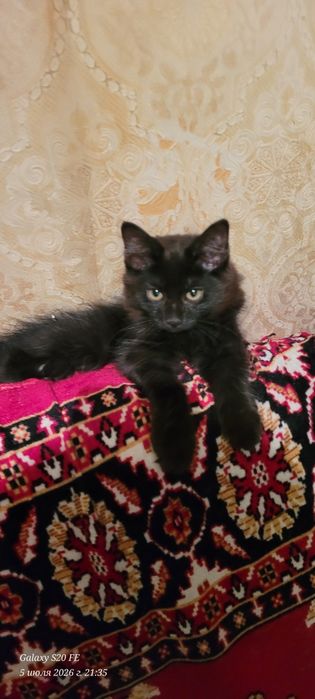 скоттиш хайланд фолд