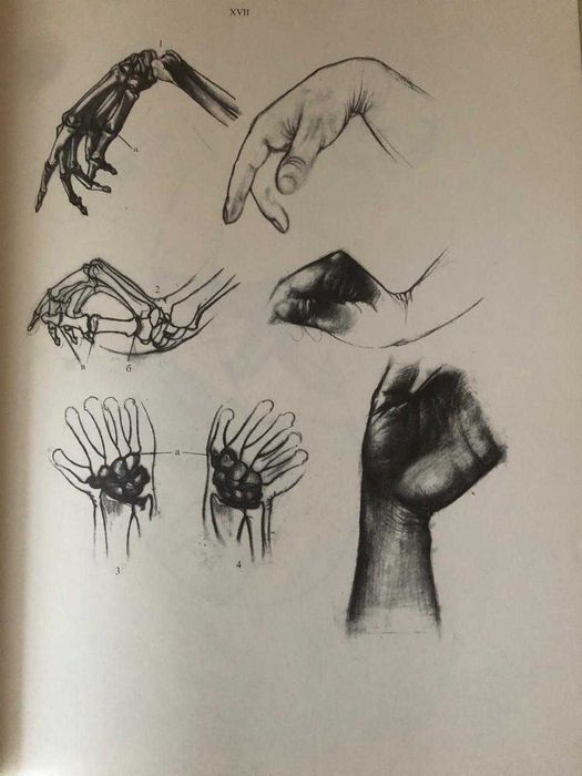 Барчаи Ене Анатомия для художников