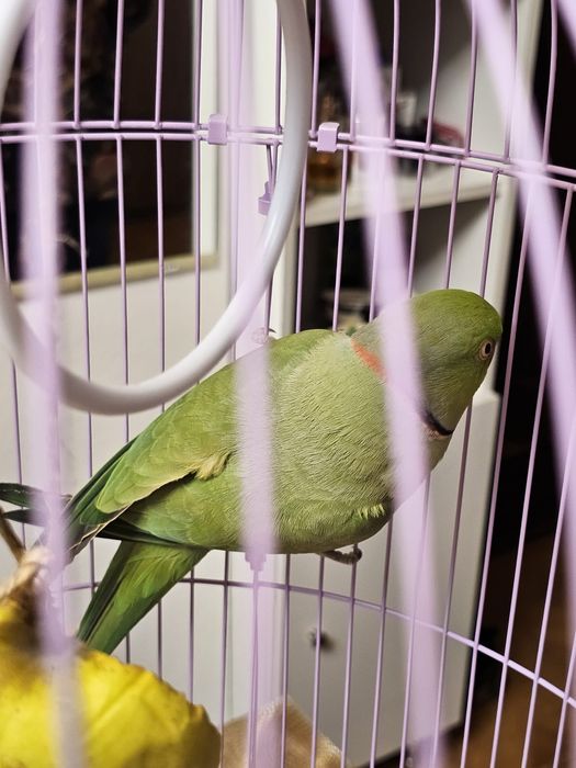 Papagal Micul Alexander