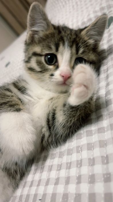 котенок в добрые руки