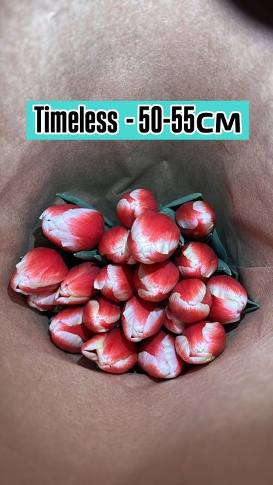 ТЮЛЬПАНЫ!!! Талдықорған!