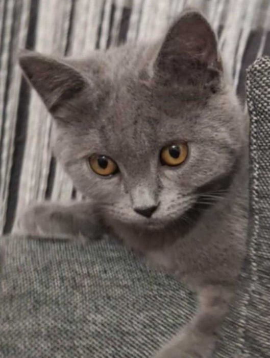 Британче на 5 месеца