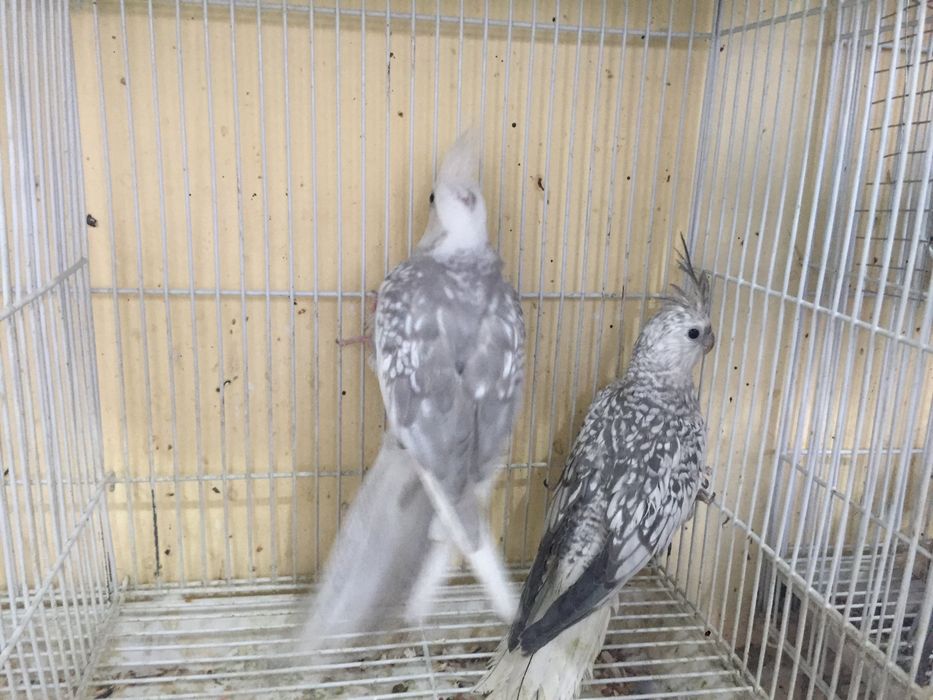 Каркла ручной ва паралар