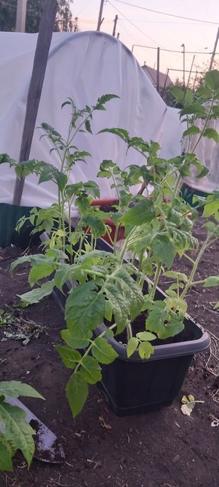 Продам Рассаду помидор