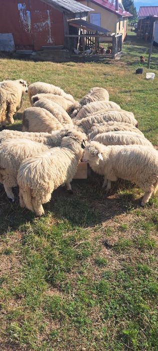 Miei de vânzare din primăvară
