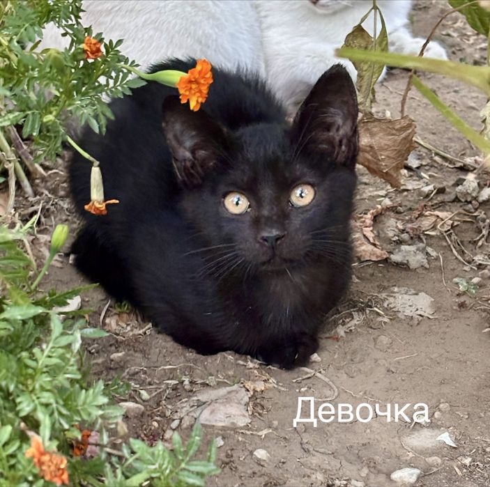 Котята в добрые и любящие руки