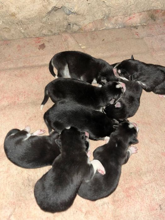 Sibirski haski ili xaski