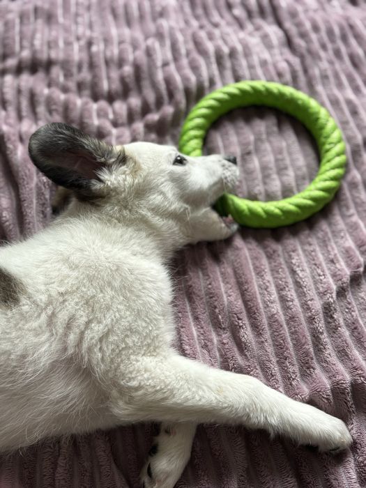 Продам щенка лайки