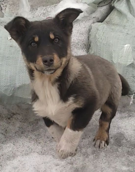 Девчонки щеночки