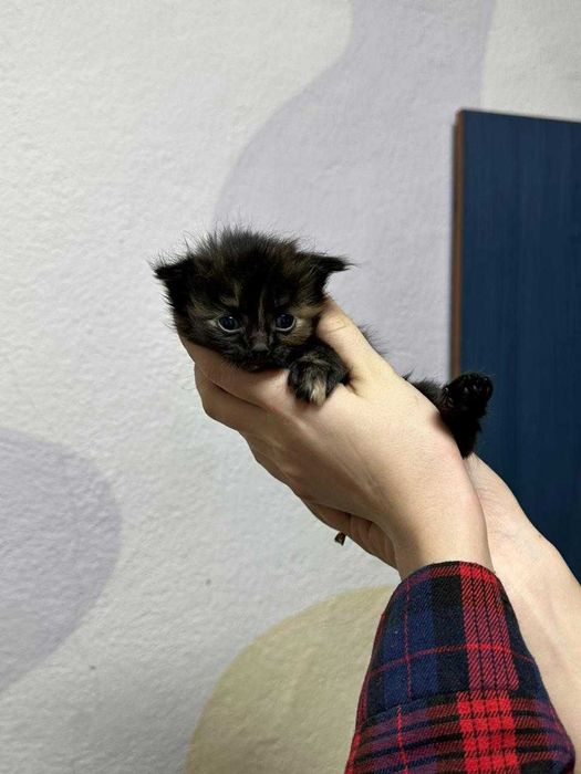 Срочно отдам котят