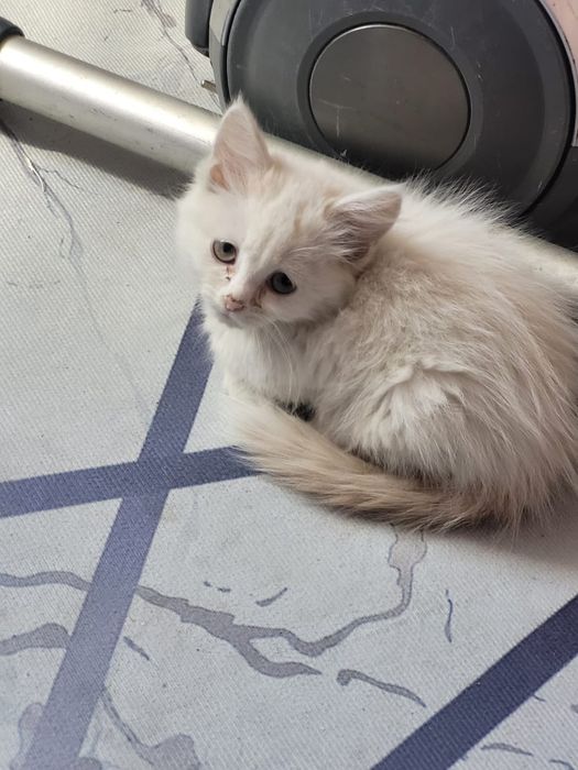 Котенок отдам в добрые руки