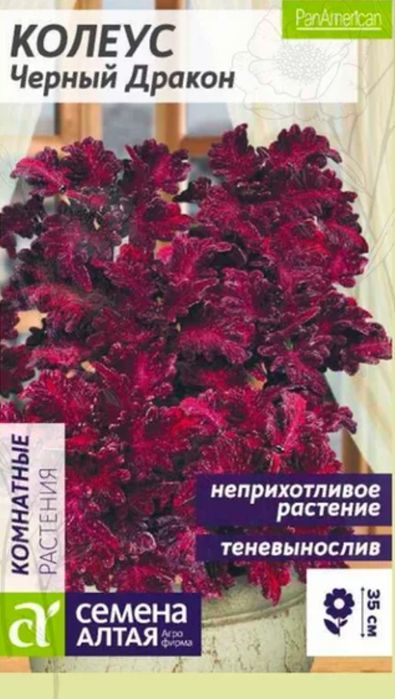 Колеус Чёрный дракон