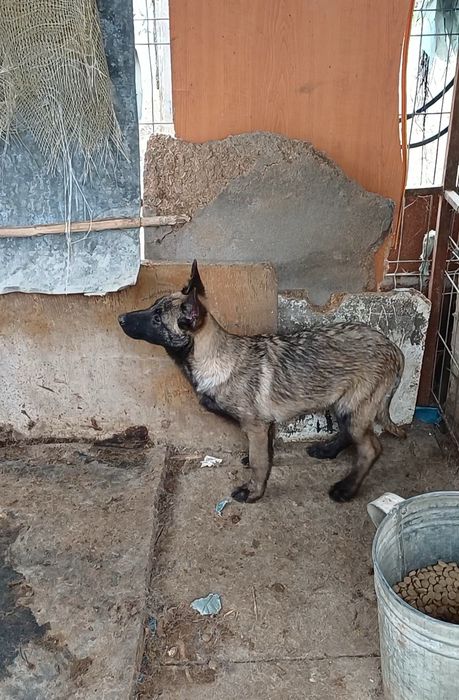 Ciobanesc Belgian Malinois