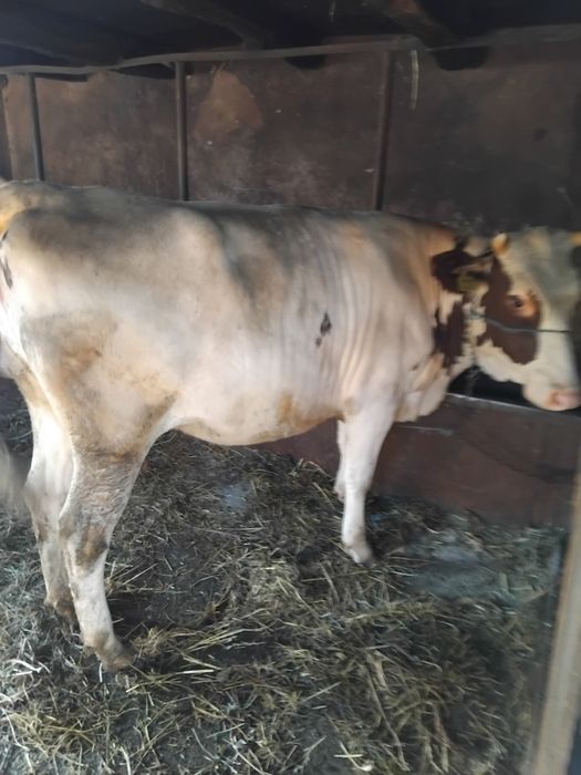 Juninca red gestanta de5 luni