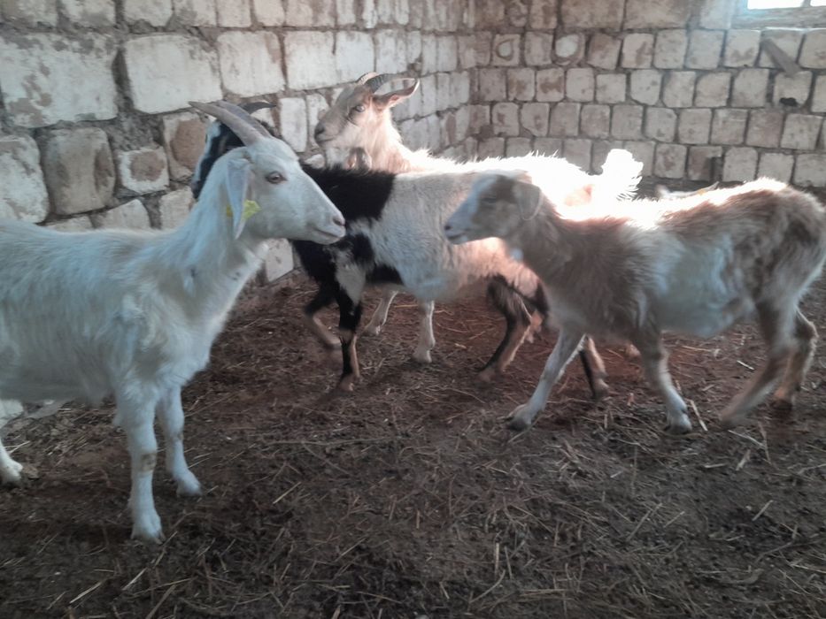 Шыбыштар сатылады