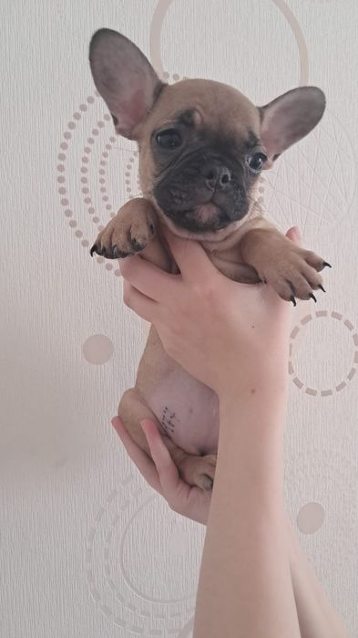 Французский бульдог щенки