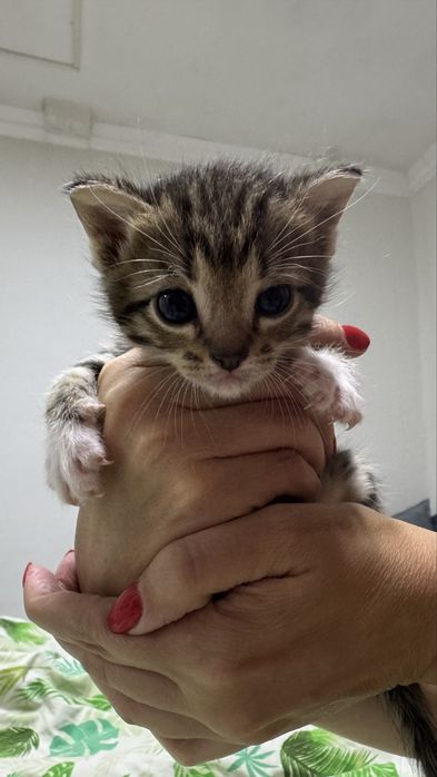 Отдам котят и кошку