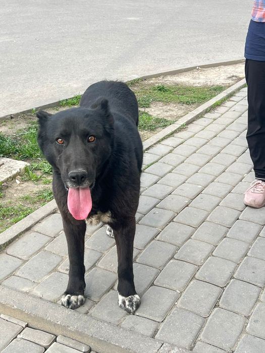 Найдена собака пропала собака