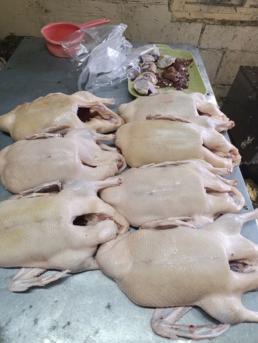 Утки, бройлер, утки