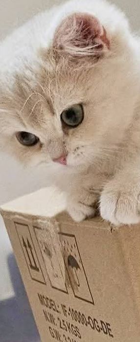 Британски котенца лилаво злато