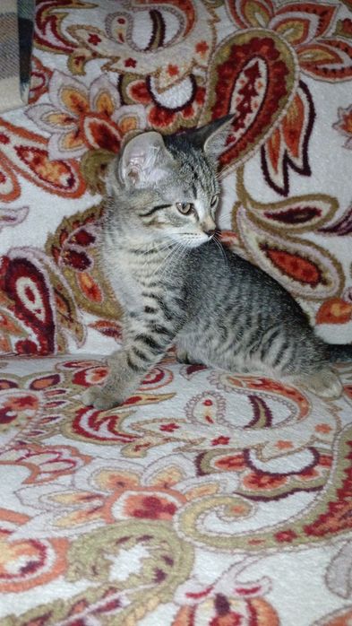 Отдам котиков в хорошие руки !