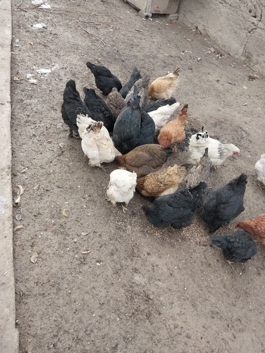 Продаётся кури и петухи