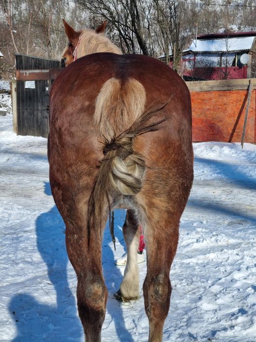 Se vinde iapă de căruță