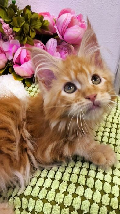 ОГНЕННЫЕ !! Мейн - Кун котята