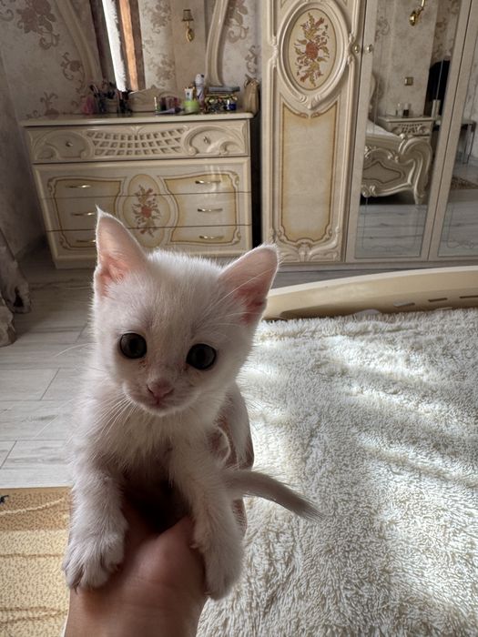 отдам котят в хорошые руки