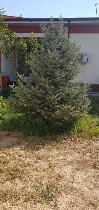 Goluboy yel, голубой ел