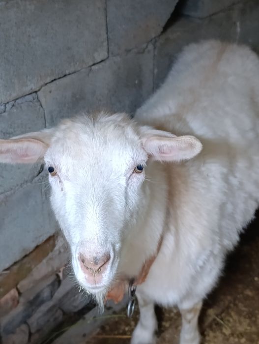 Козье   Заненская