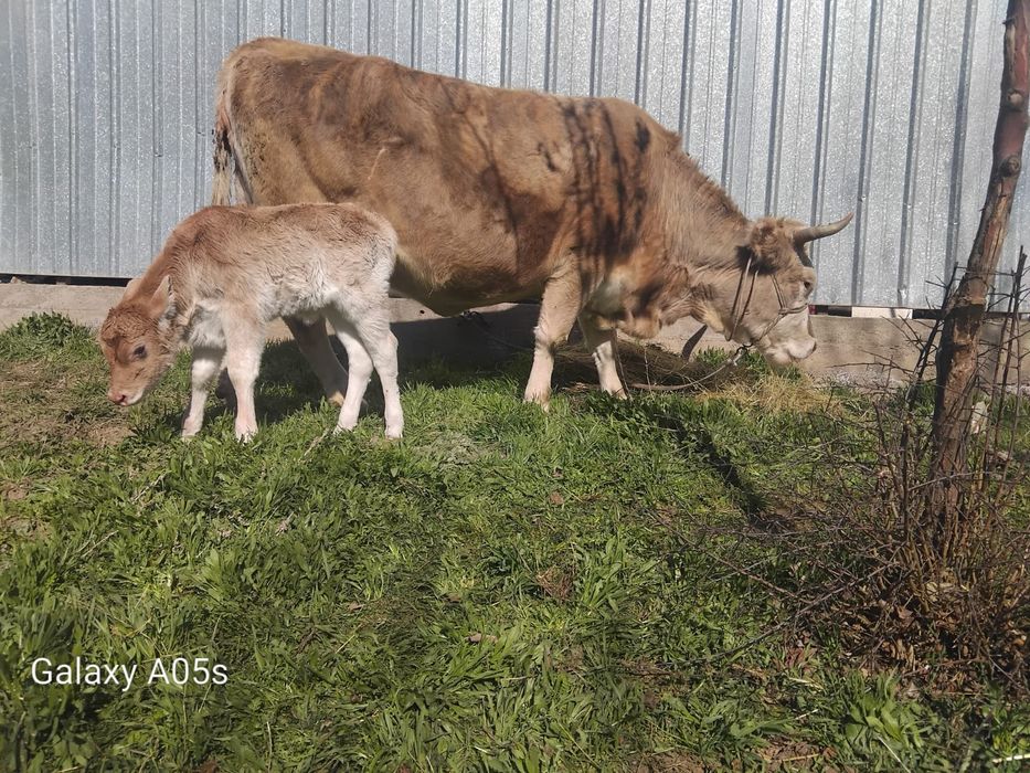 Корова с теленком