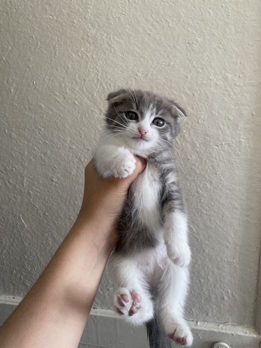 Мысық сатам бағасы 15000