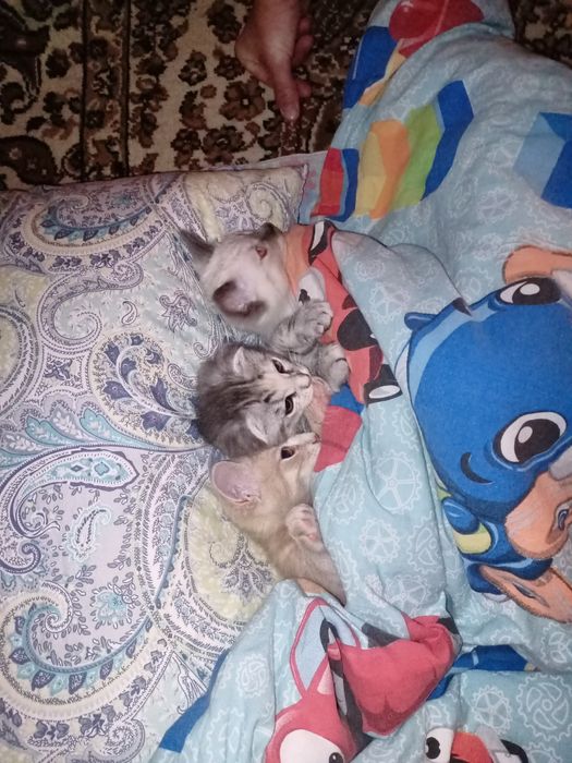 Продам британского котенка.