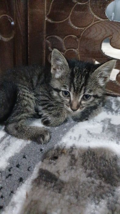 Mushuk bolalari 2 ōğil 2qiz