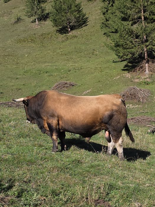 Vând taur Aubrac pentru montă