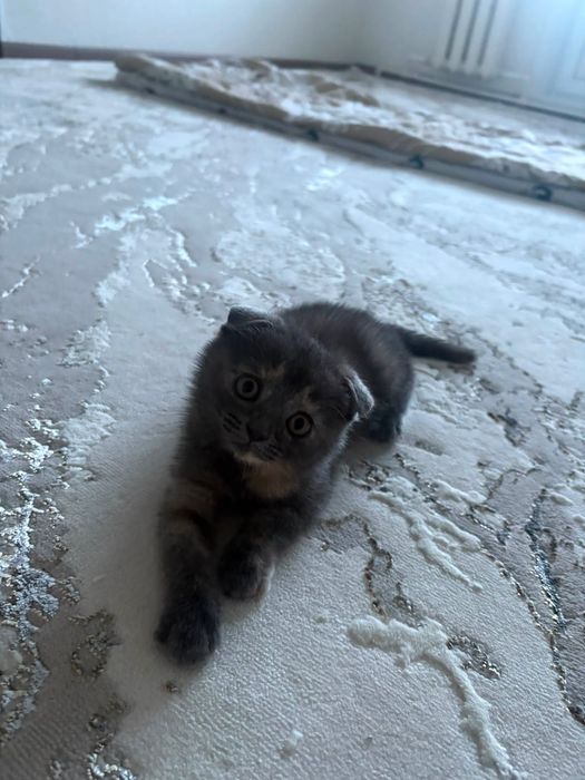 Шотландский котенок
