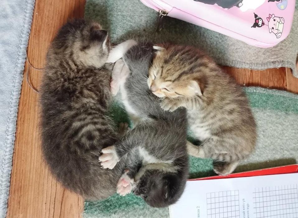 котята бесплатно