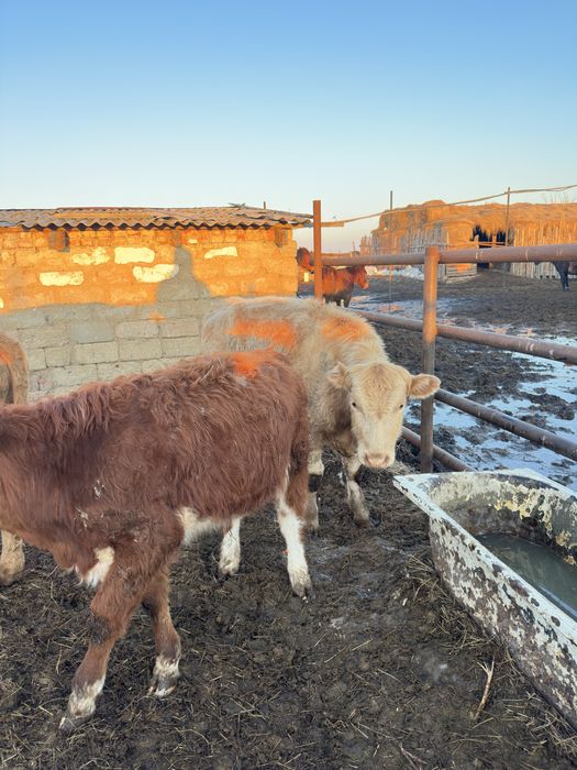 Бычки бык крс бұқа