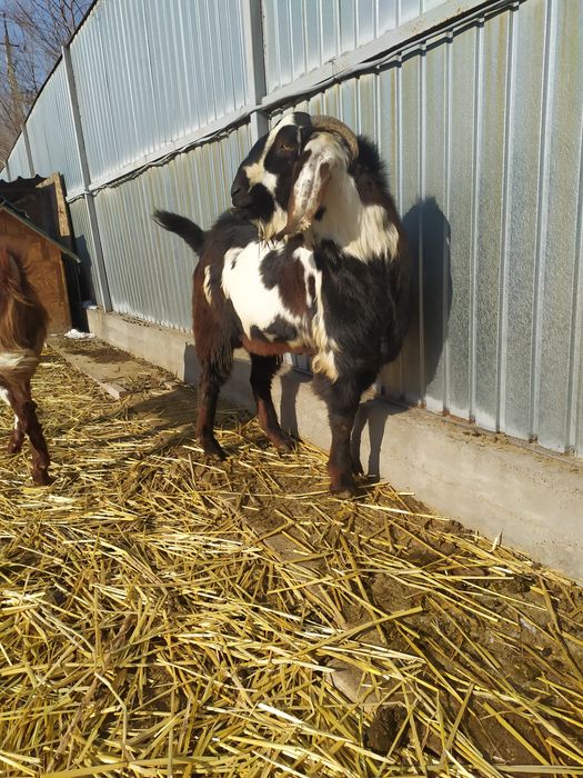 Козел Битал  акция !!!