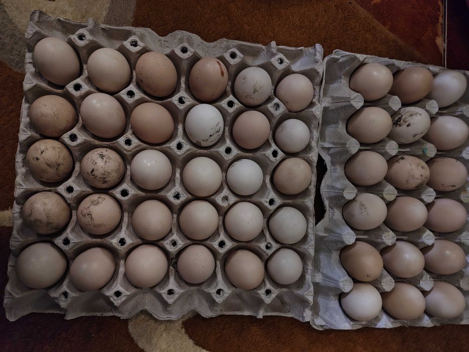 Ouă pentru incubat Wiandotte argintiu