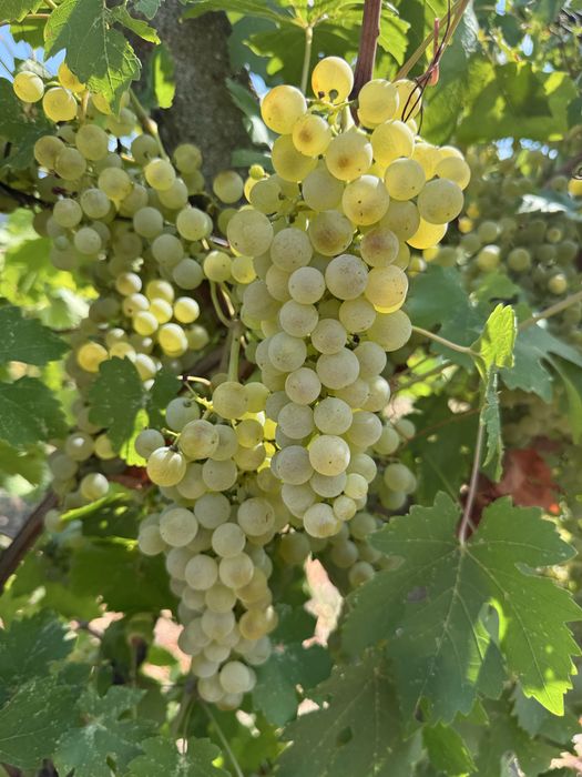 Struguri de masa si de vin