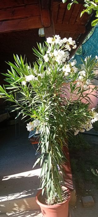 Lendri superbi maturi