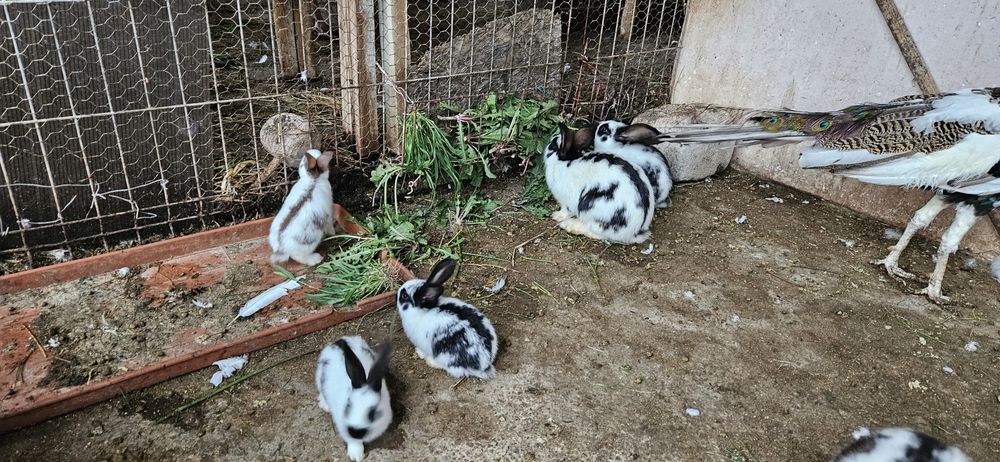 Pui de fluture german