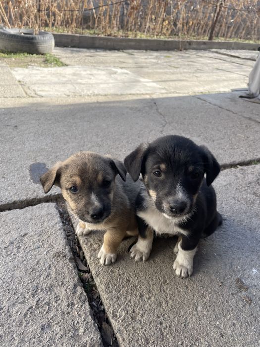 Щенки в добрые руки