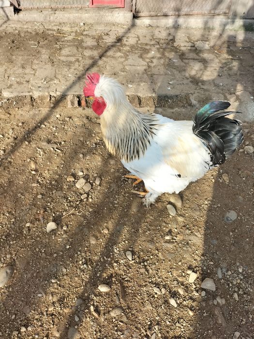 Vând cocoș moțat pe alb,