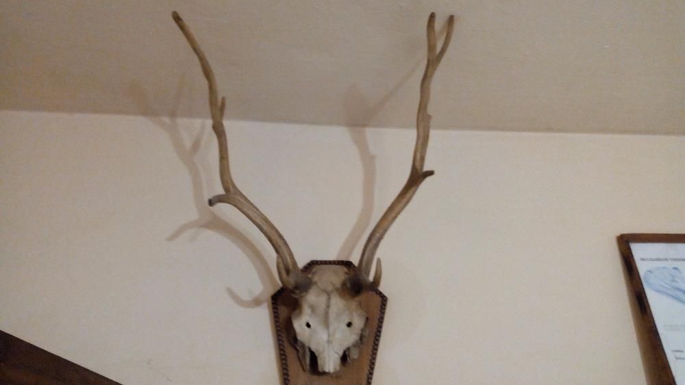 продавам трофеи от елен