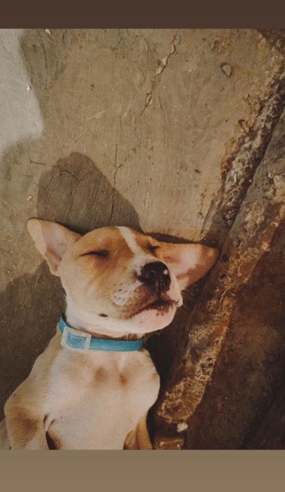 Продам щенка питбуля