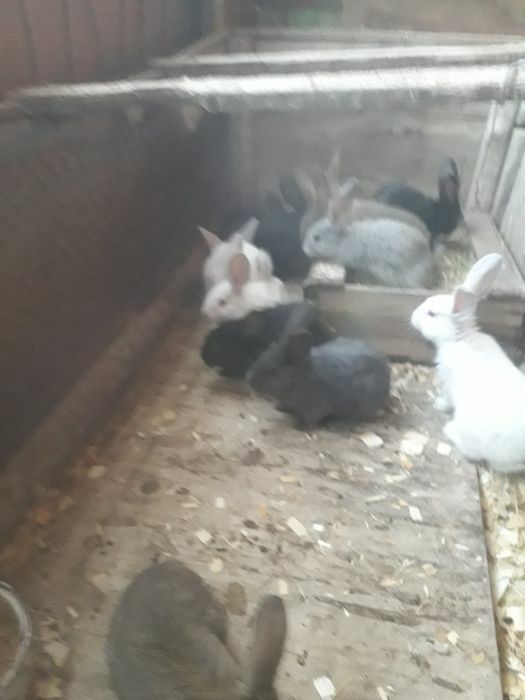 Крольчата 8месяца фландры великаны